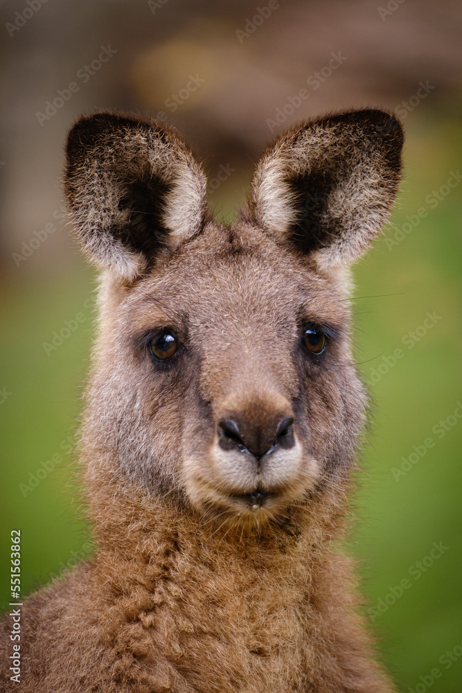 Fototapeta premium portrait of kangaroo in the wild
