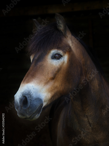 Fototapeta Naklejka Na Ścianę i Meble -  Rare Breed Pony Head Shot