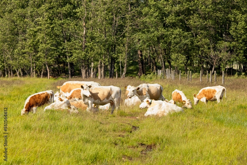 Cows resting and grazing in field in summer, Dåvitsin laidun, Kirkkonummi, Finland.
