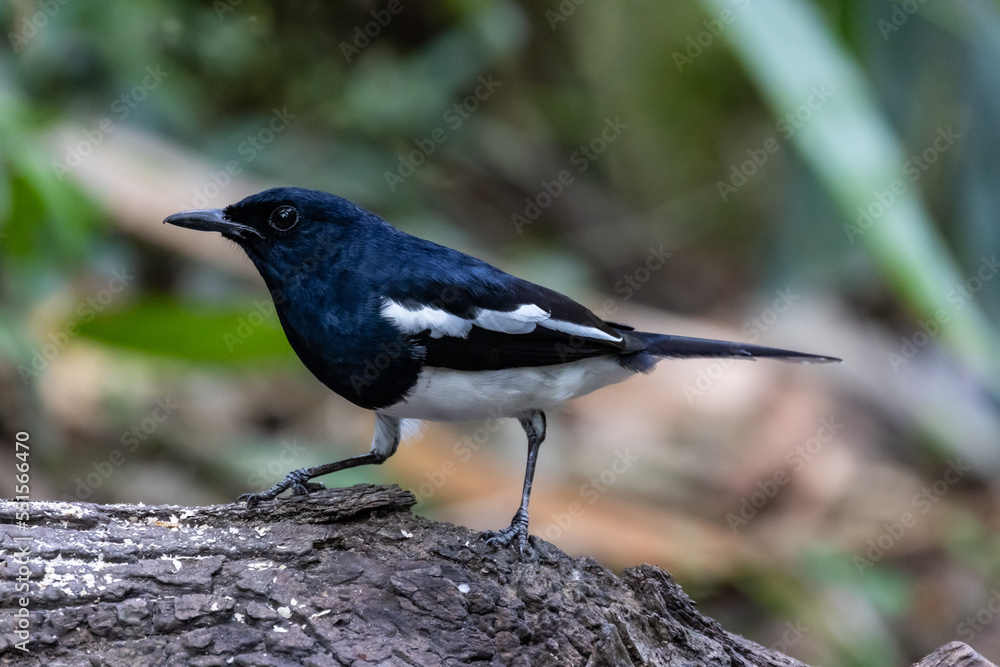 Oriental magpie robin perched on tree Oriental magpie robin perched on tree