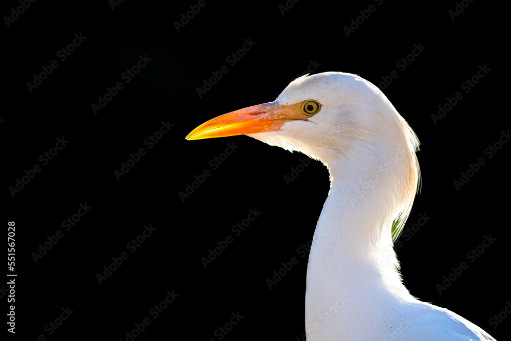 Portrait of a bird on a black background.. Cattle egret, bubulcus ibis, Morocco Portrait of a bird on a black background.. Cattle egret, bubulcus ibis, Morocco