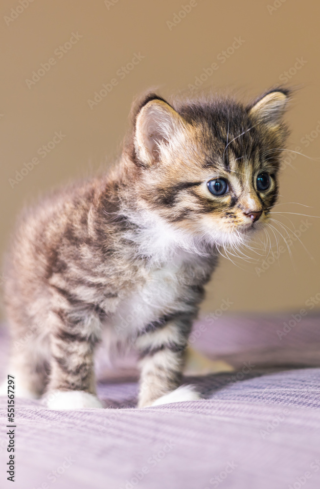 Portrait of a small very young kitten. Kitty with big eyes close up on a bedsheet. Adorable baby cat with cute face. Cute American shorthair cat kitten. Pet kitten looks curious. Newborn baby cat