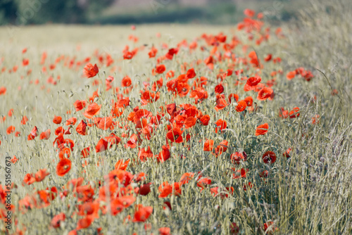 poppy field in summer