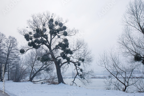 A big tree in mistletoe on the bank of a frozen river in a winter park
