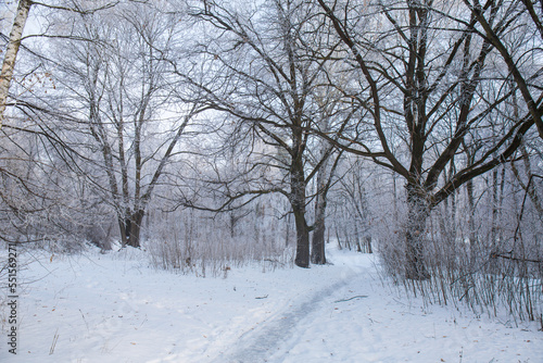 A snowy road through a winter forest on a morning