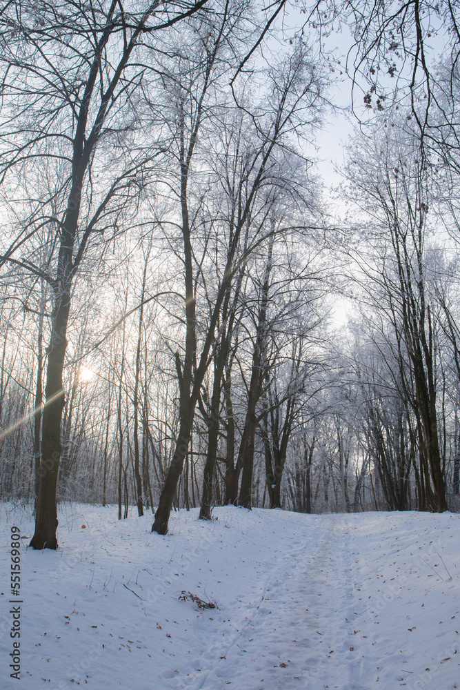 The road leading to the park on a winter morning The road leading to the park on a winter morning