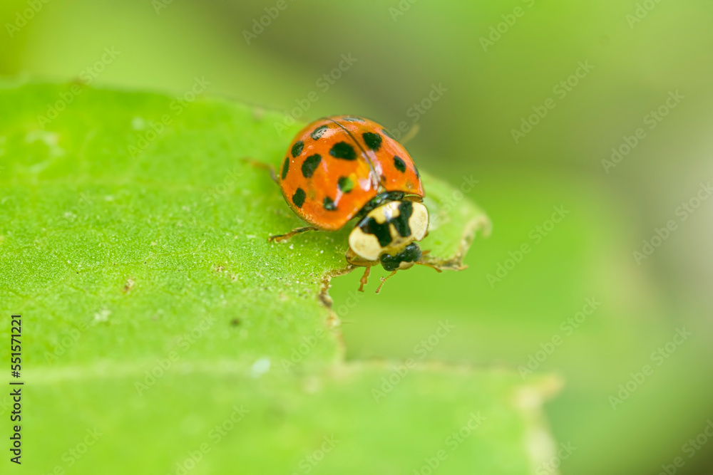 Ladybug , ladybird , eating a green leaf , in the garden   