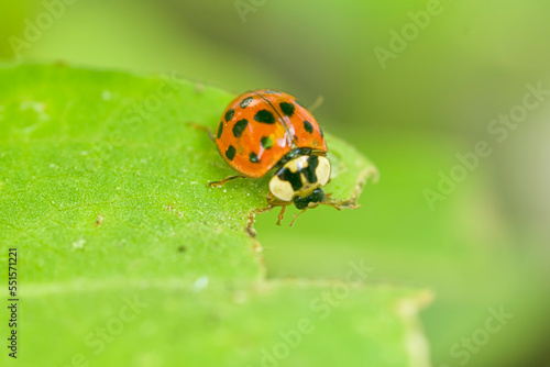 Ladybug , ladybird , eating a green leaf , in the garden   