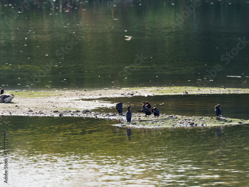 Zwergscharbe, Microcarbo pygmeus, Phalacrocorax pygmeus. photo