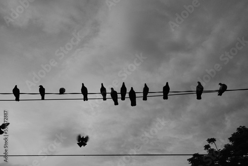 birds