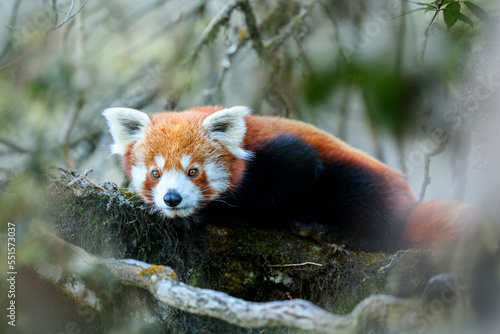 Western red panda (Ailurus fulgens fulgens) resting on branch, Singalila National Park, India / Nepal border.  photo