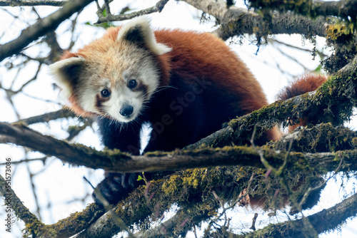Western red panda (Ailurus fulgens fulgens) sitting in tree, looking down. Singalila National Park, India / Nepal border. March.  photo