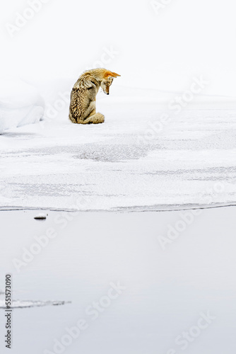 Coyote (Canis latrans) sitting on ice, looking down. Madison Valley, Yellowstone National Park, USA.  photo