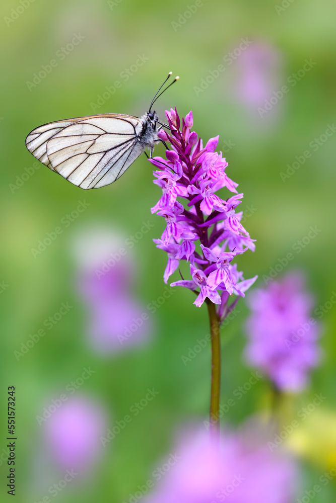 Black veined white butterfly (Aporia crataegi) nectaring on Fragrant orchid (Gymnadenia conopsea). North Tyrol, Austria, June. Black veined white butterfly (Aporia crataegi) nectaring on Fragrant orchid (Gymnadenia conopsea). North Tyrol, Austria, June.