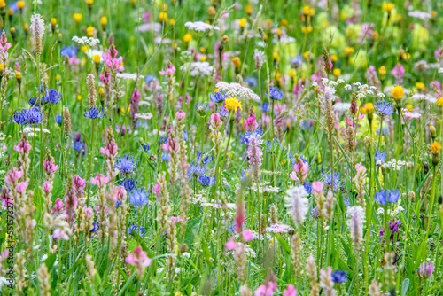 Wildflowers flowering in ancient alpine meadow. North Tyrol, Austria. June. 