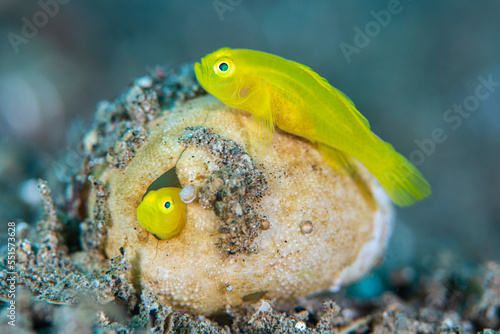 A pair of pygmy lemon gobies (yellow pygmy goby: Lubricogobius exiguus) make their home in an old heart urchin (sea mouse: Maretia sp.) test. Dauin, Philippines. photo