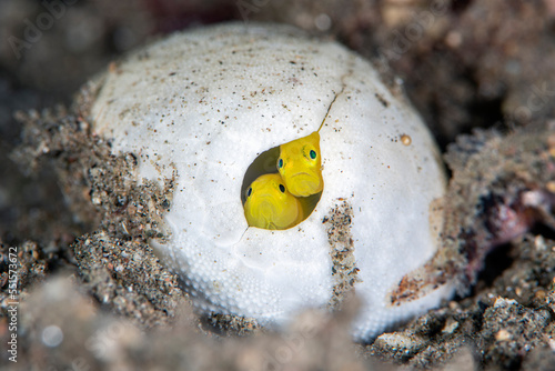 Pygmy lemon gobies (Lubricogobius exiguus) make their home in an old heart urchin (Maretia sp.) Dauin, Philippines. photo