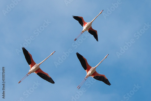 Greater flamingo (Phoenicopterus roseus) group of three in flight, Pont Du Gau Park, Camargue, France.