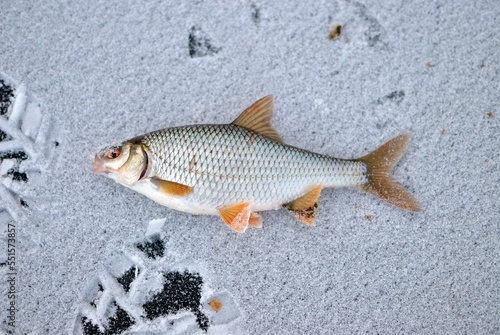 Winter fishing on the river, roach and perch fishing.