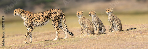Cheetah (Acinonyx jubatus) playing with three cubs. Serengeti / Ngorongoro Conservation Area, Tanzania.  photo