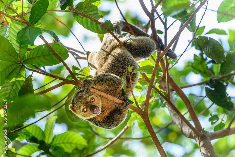 Sulawesi bear cuscus (Ailurops ursinus) in forest canopy. Tangkoko National Park, Sulawesi. Sulawesi bear cuscus (Ailurops ursinus) in forest canopy. Tangkoko National Park, Sulawesi.
