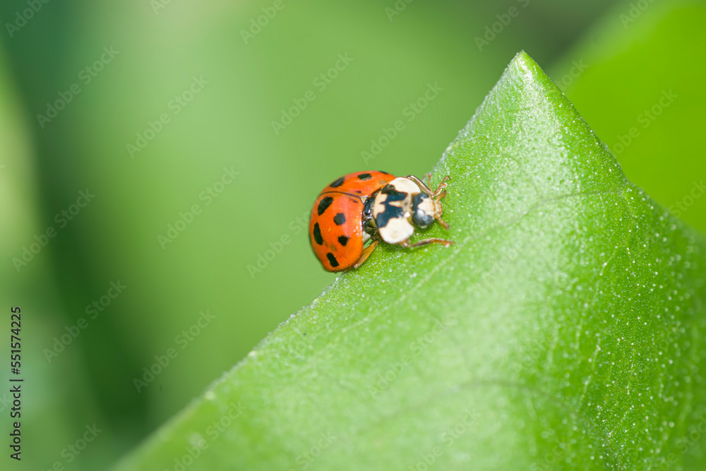 Fototapeta premium ladybird on a leaf , in the garden