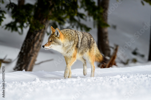 coyote (Canis latrans) walking through woodland in winter. Yellowstone National Park, Wyoming, USA. January. 