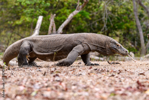 Komodo dragon (Varanus komodoensis) male, Rinca Island, Komodo National Park. Endangered.  photo