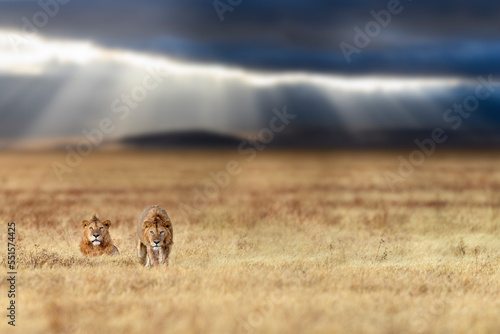 Lion (Panthera leo) two males on savanna with dramatic storm clouds, thundery sky and light rays in the background. Ngorongoro Crater, Tanzania. Composite image.  photo