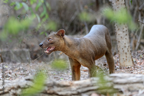 Fosa / Fossa (Cryptoprocta ferox) in dry deciduous forest. Madagascar. Endangered.  photo