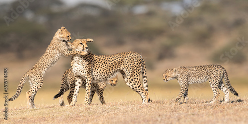 Cheetah (Acinonyx jubatus) female playing with three cubs (age around 5 months) Ngorongoro Conservation Area, Tanzania. 