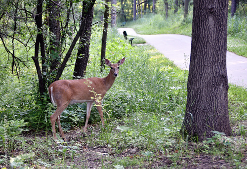 Deer by the Bike Path