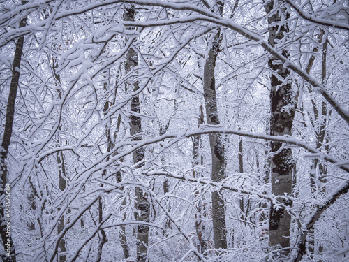 snow covered trees in winter © jackreznor