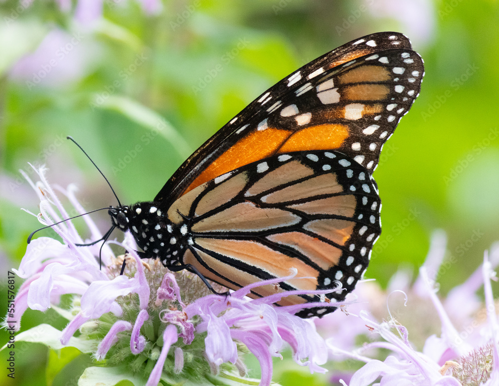 This pretty little monarch butterfly is visiting this wildflower in this meadow to try and collect some nectar. They are great pollinators for flowers and help to keep them healthy. This pretty little monarch butterfly is visiting this wildflower in this meadow to try and collect some nectar. They are great pollinators for flowers and help to keep them healthy.