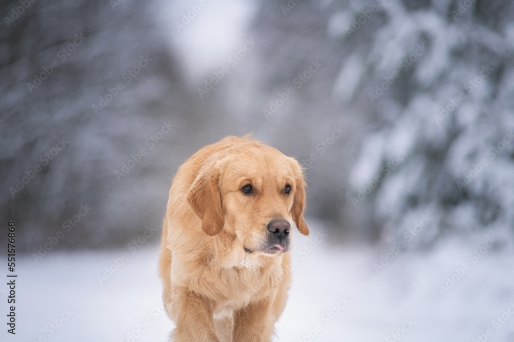 Portrait of a young beautiful thoroughbred golden retriever in a field in the winter on the background of the forest.
