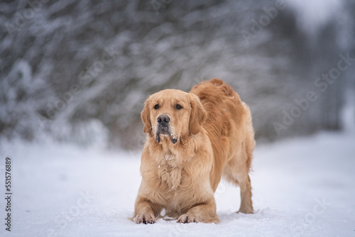 Portrait of a young beautiful thoroughbred golden retriever in a field in the winter on the background of the forest.