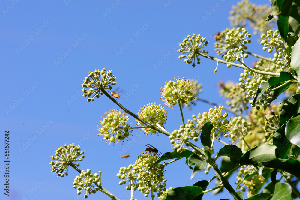 Gemeiner Efeu (Hedera helix) Blüten, Gewöhnlicher Efeu, Herbstblütezeit Gemeiner Efeu (Hedera helix) Blüten, Gewöhnlicher Efeu, Herbstblütezeit