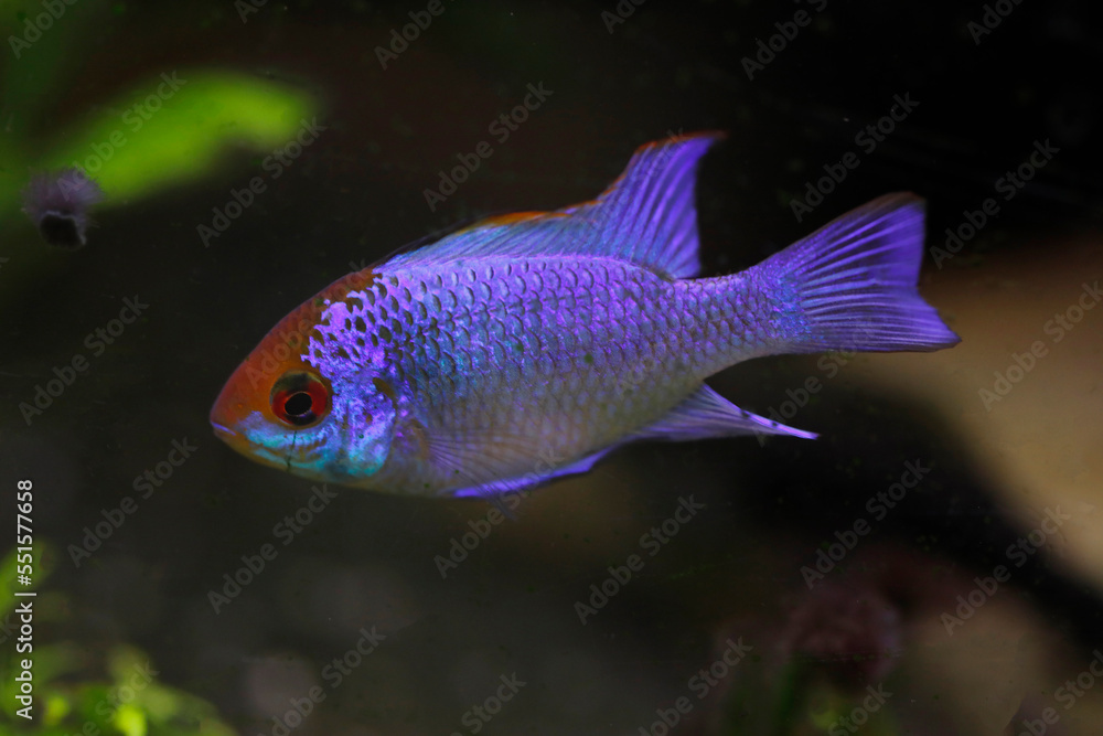 Stahlblauer Schmetterlingsbuntbarsch (Mikrogeophagus ramirezi) 'electric blue' , Südamerika Stahlblauer Schmetterlingsbuntbarsch (Mikrogeophagus ramirezi) 'electric blue' , Südamerika