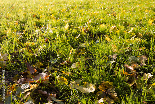 Yellow leaves on green grass