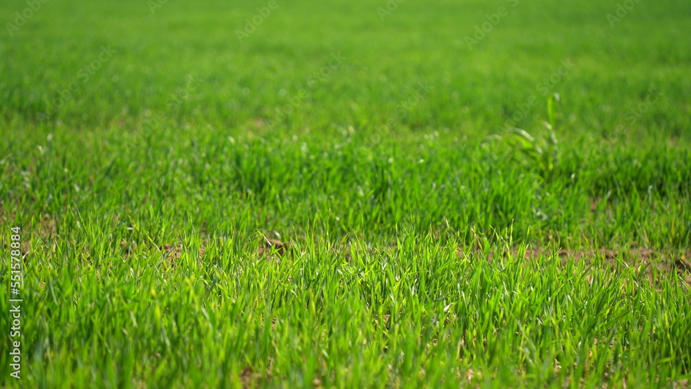 Sprouts of young barley or wheat that have just sprouted in the soil, dawn over a field with crops.