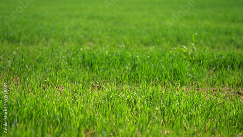 Sprouts of young barley or wheat that have just sprouted in the soil, dawn over a field with crops.