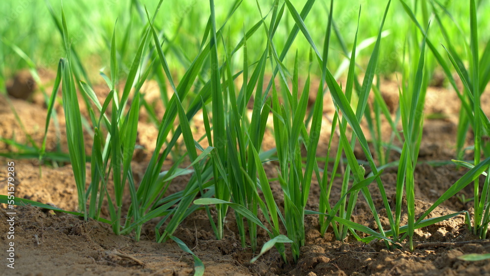 Sprouts of young barley or wheat that have just sprouted in the soil, dawn over a field with crops. Sprouts of young barley or wheat that have just sprouted in the soil, dawn over a field with crops.