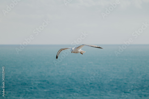 Vertical shot of seagull flying with horizon background between sea and sky.