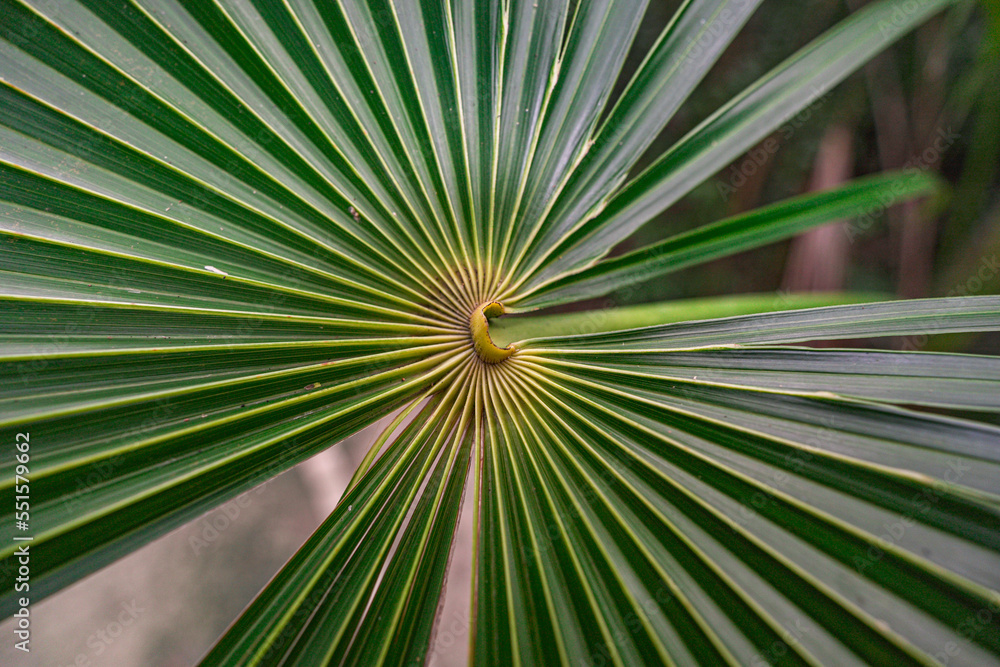 Palm tree in a lost jungle. Close up. Texture. Palm tree in a lost jungle. Close up. Texture.