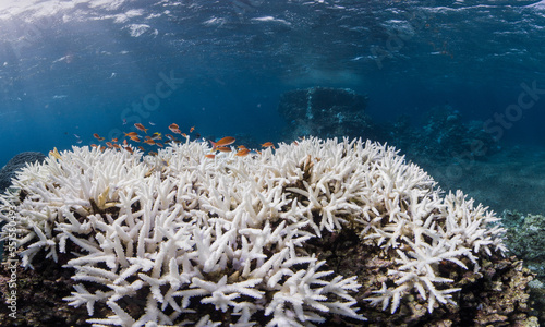 Coral bleaching in Okinawa, Japan © The Ocean Agency