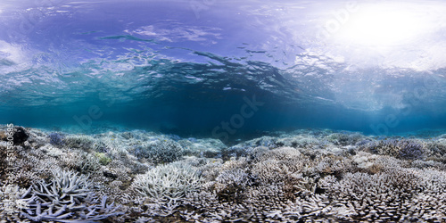 Coral bleaching landscape underwater in Okinawa, Japan during a global bleaching event © The Ocean Agency