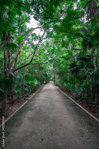 Jungle road. Beautiful tropical trees and plants.
