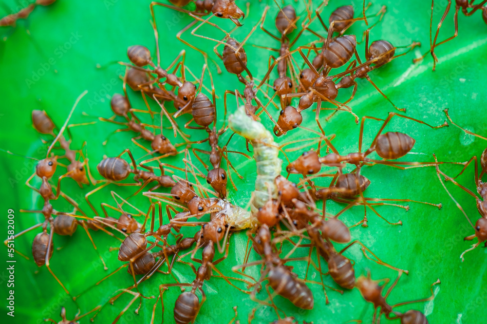 Obraz premium Red Ants prey on leaves in tropical forest