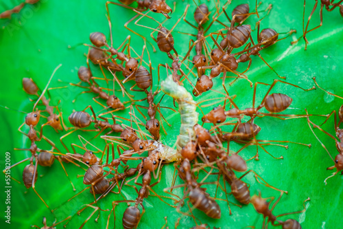 Red Ants prey on leaves in tropical forest © Dwi
