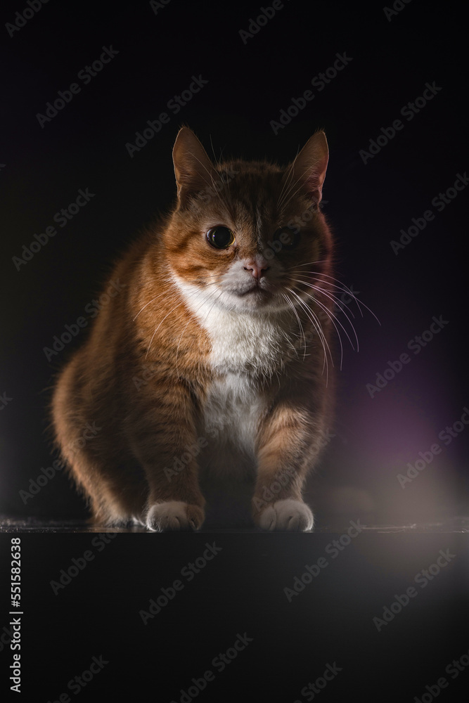 Portrait of a beautiful thoroughbred red cat in a tudia in a low key.